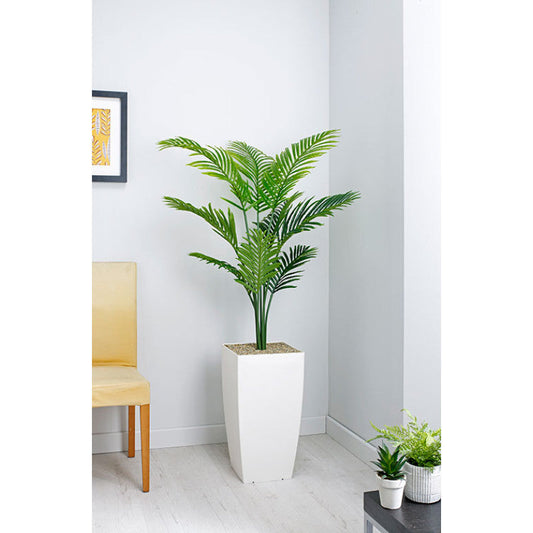 PARADISE PALM PLANT