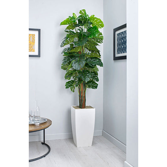 CHEESE PLANT ON POLE
